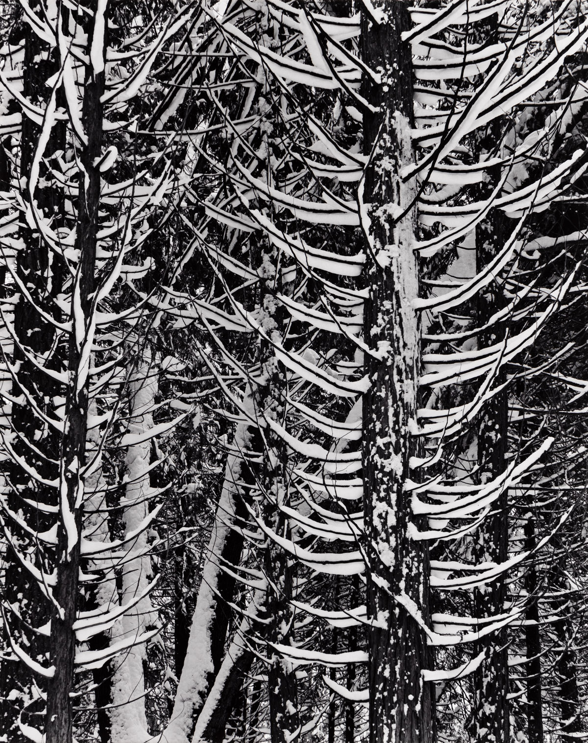 ANSEL ADAMS (1902-1984) Forest Detail, Winter.
